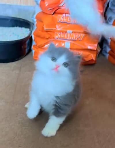 Persian Cats & Kittens for Sale may WhatsApp 03126762031