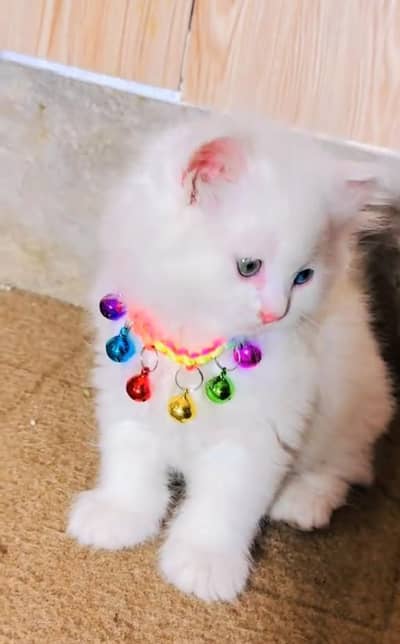 Persian Cats & Kittens for Sale may WhatsApp 03126762031