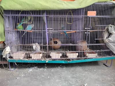 cage and Australian parrots