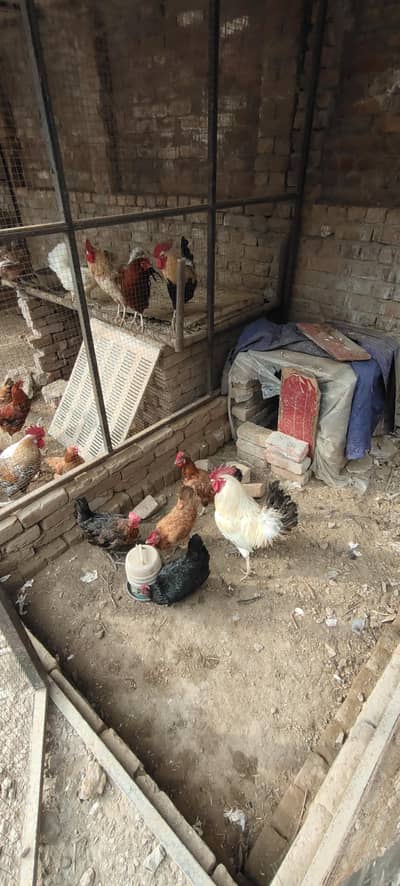 Desi murghi and Desi murghay