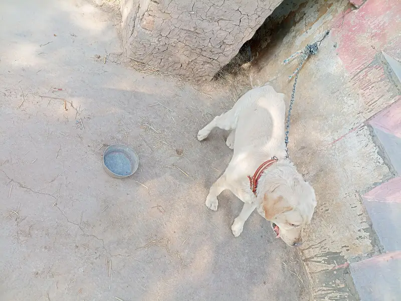 Labra / Labra Dog / Labra Dog near me / Security Dog — photo 2