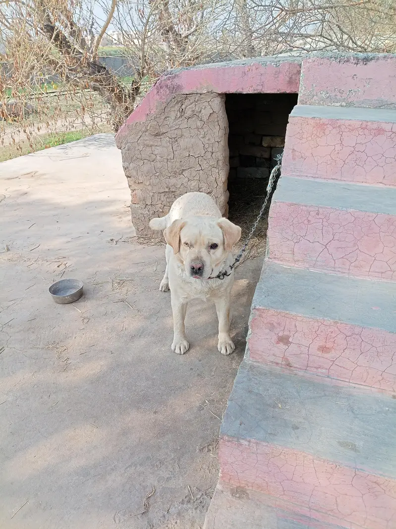 Labra / Labra Dog / Labra Dog near me / Security Dog — photo 3