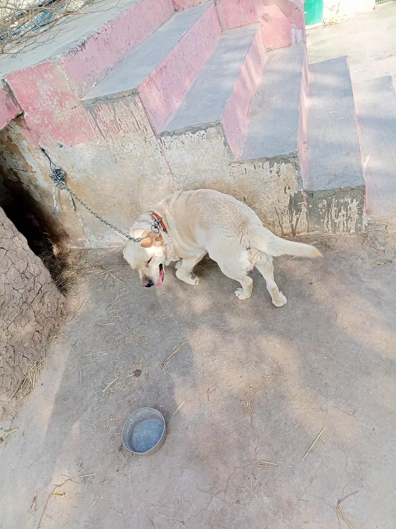 Labra / Labra Dog / Labra Dog near me / Security Dog — photo 4