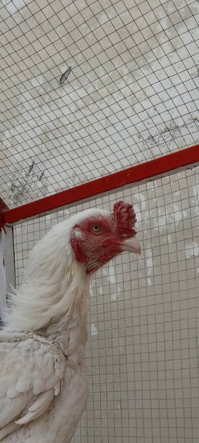 heera blood line aseel male