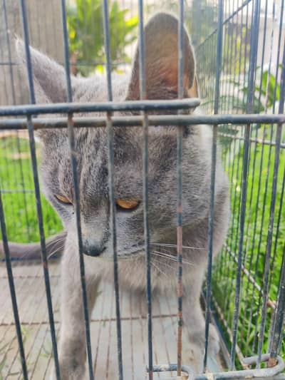 Orignal British gray cats pair male and femal age about 2 years