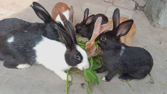 6 preice full healthy active phone 03147405264