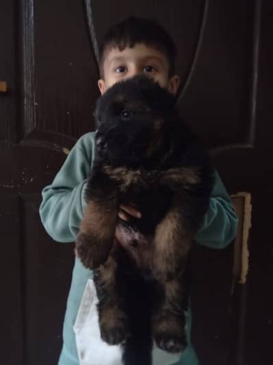 German Shepherd FCI bloodline pup 03014615555