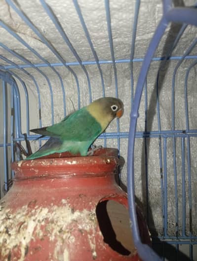 good and active birds breeder pair ha or aik narr ha