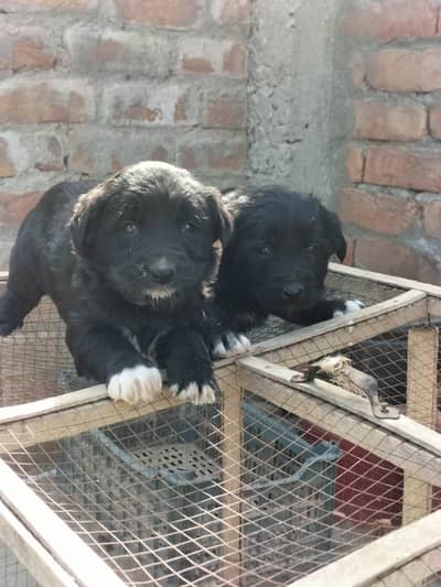 labrador retriver puppy