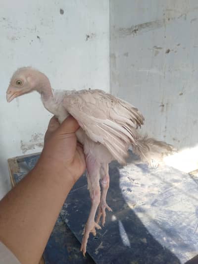 white Heera chick
