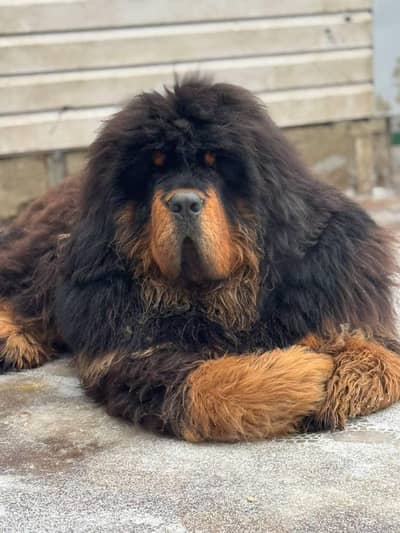 IMPORTED TIBETAN MASTIFF PUPPIES AVAILABLE FOR SALE