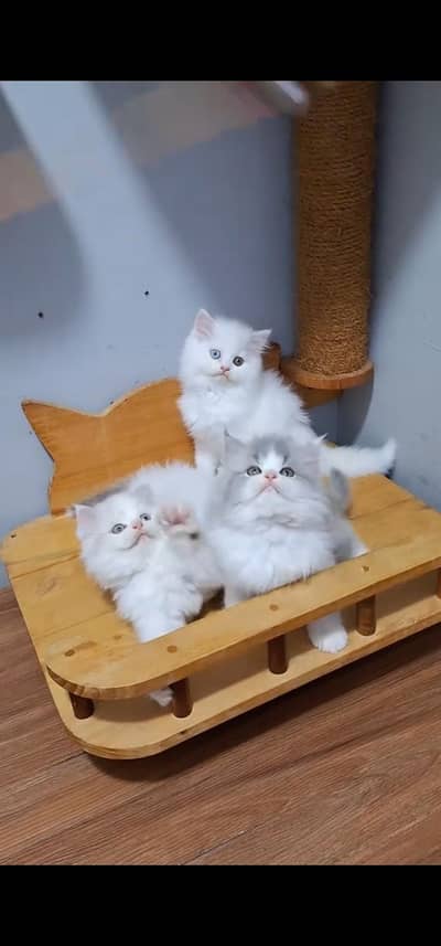 Quality Persian Punch face cat & kitten is 03477878702 WhatsApp