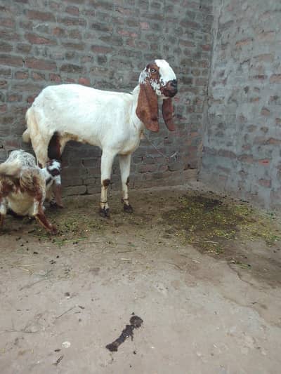 Makhi cheeni  beetal goat Sirf
