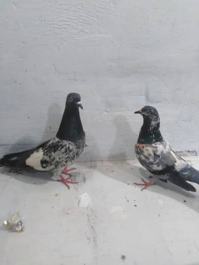 kabotr 03054000665 parc