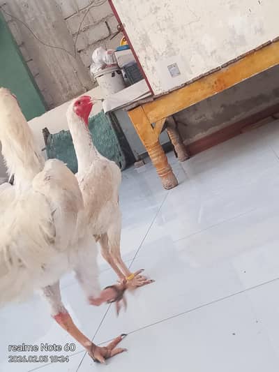 white o shamo female available urgent sale