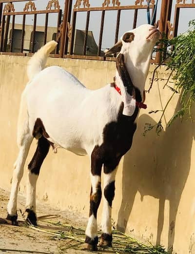 rajanpur bakra for sale