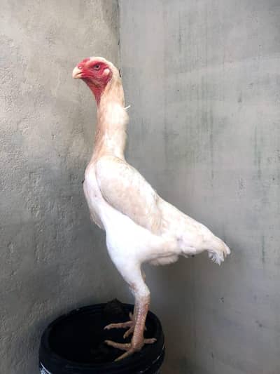 White King o shamo female