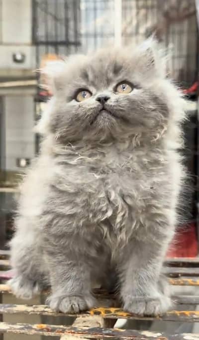 Persian Cats & Kittens for Sale may WhatsApp 03126762031