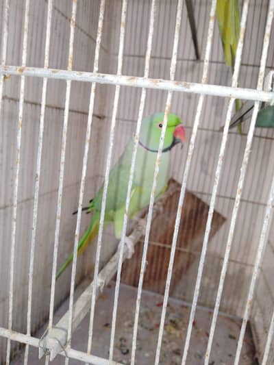 Beautiful Green Parrot for Sale