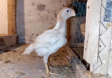 Parrot beak chick 03406014838