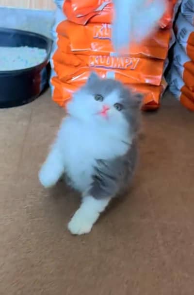 Persian Cats & Kittens for Sale may WhatsApp 03126762031