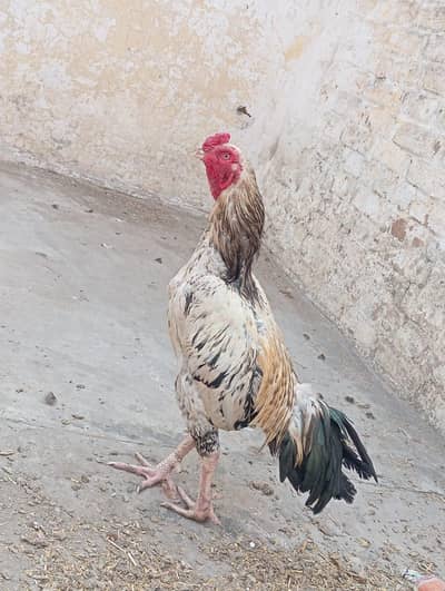 aseel murgha / rooster / breader