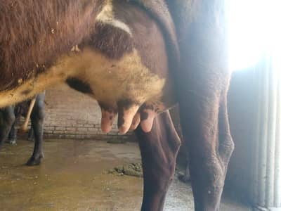 jarci fresion cow/ with female