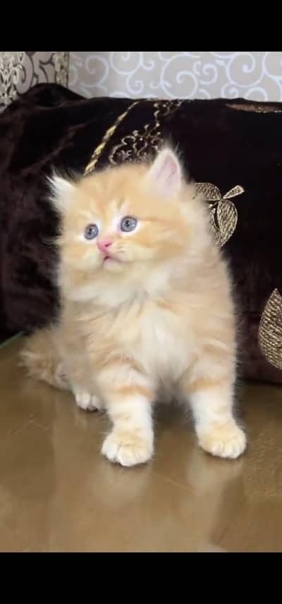 Quality Persian Punch face cat & kitten is 03477878702 WhatsApp