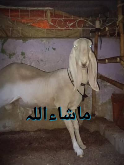 MashaAllah High Quality Larkana