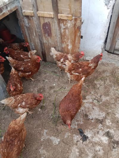lohman brown hens for sale