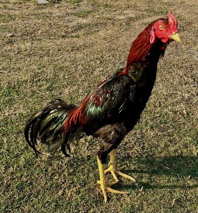 Thai /burmi/ Turkish hint/ Pakistani