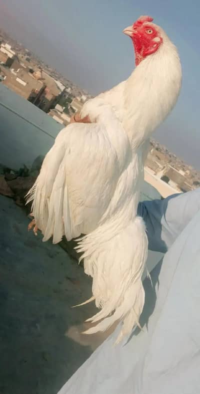 paper white Mianwali Aseel