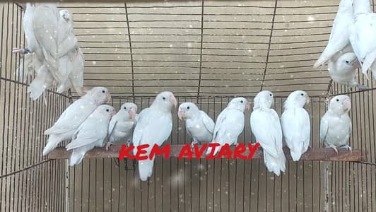 Lovebirds Breeder Pieces