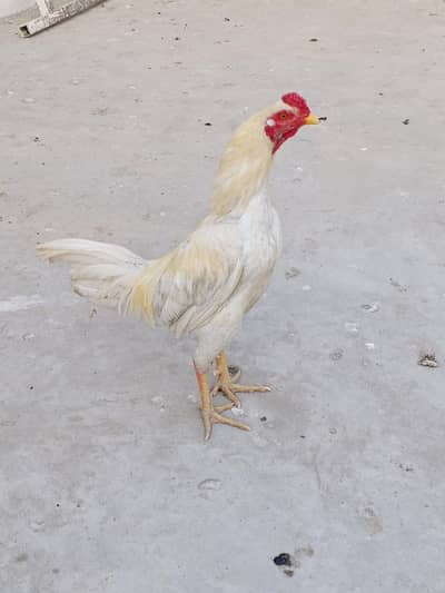 High-Breed White Rooster (Aseel) Available
