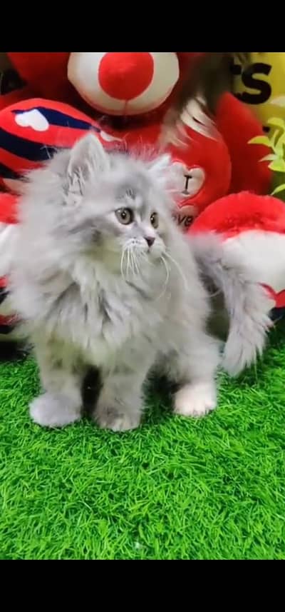 Quality Persian Punch face cat & kitten is 03477878702 WhatsApp