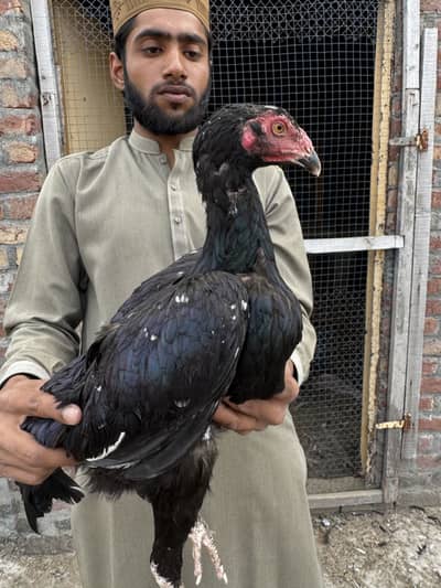 7female  tyar or java breader pair