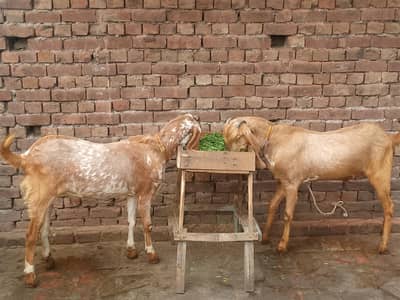 Bakra