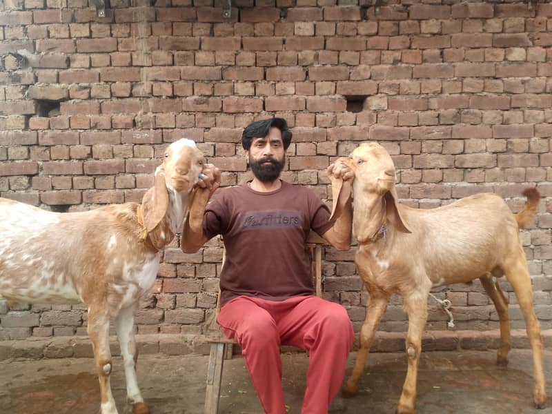 Bakra 1