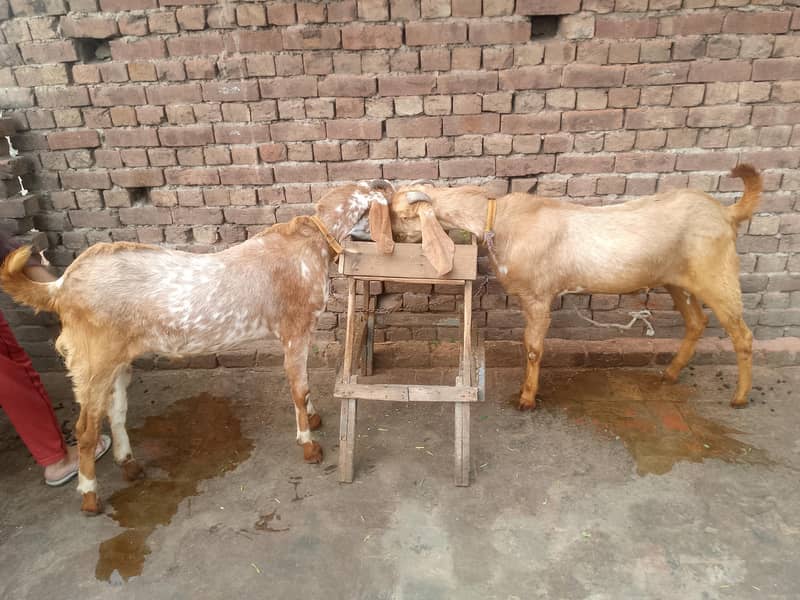 Bakra 4