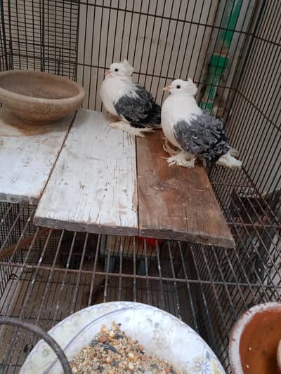 frill brader pear 4sale. 03156885522