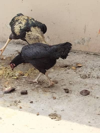 aseel hens male and female. . for sale. . . egg available . . for sale. . . 180