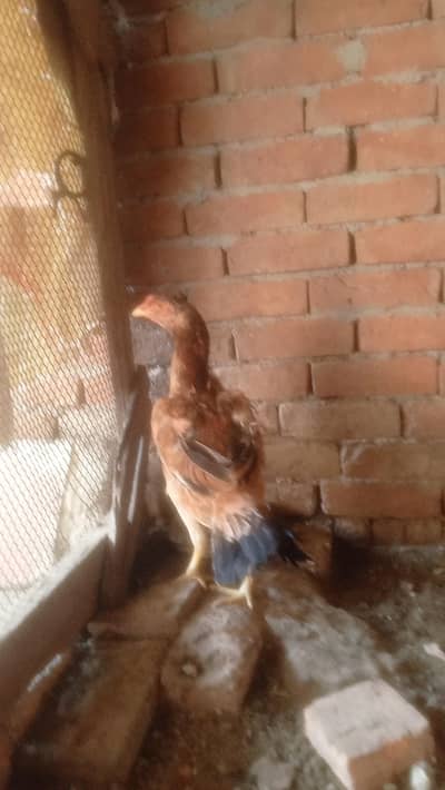 aseel peli 2 madia mazbut halki choras nli