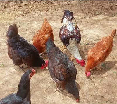 sindhi Desi Aseel murga 4 female hn eggs Dee Rahe hn 1 male ha