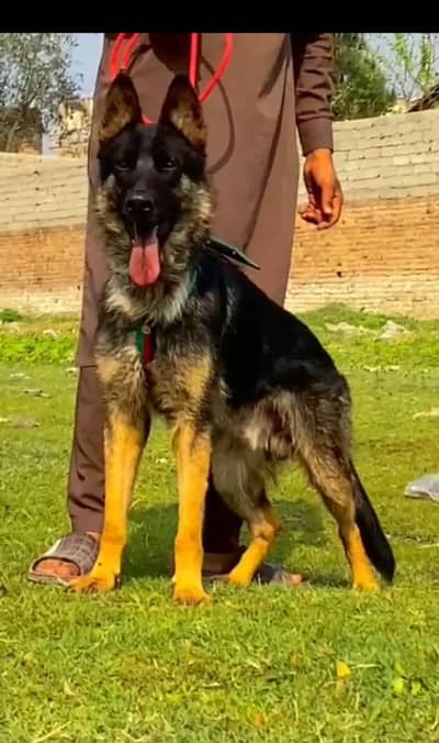 German Shepherd long coat for sale