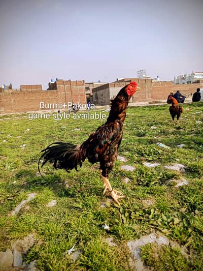 Thai + pakoya ASEEL  03124613025