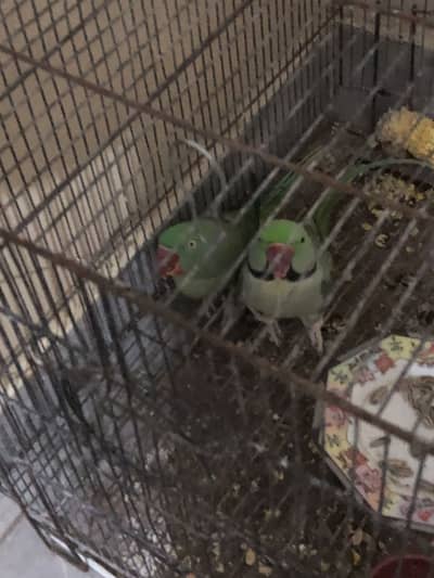 Burmi Thai | Bannet Pakoye Japanese | Aseel Chicks | Pahari tota |