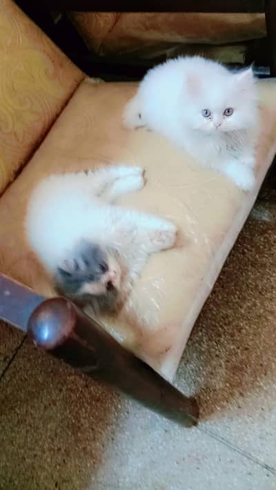 pair of beautiful kittens are up for sale