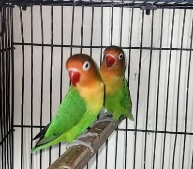 mis color lovebirds