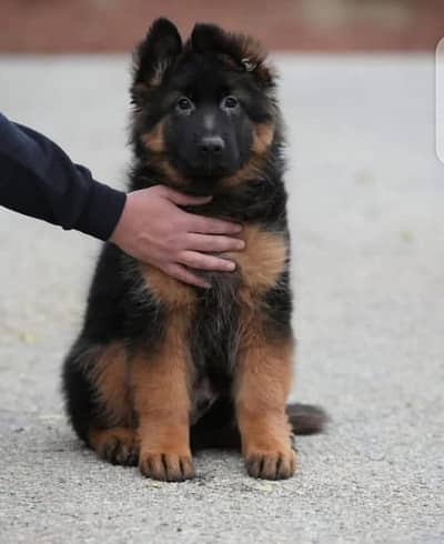 German Shepherd puppy | Long Coat puppies | Dog For Sale | GSD