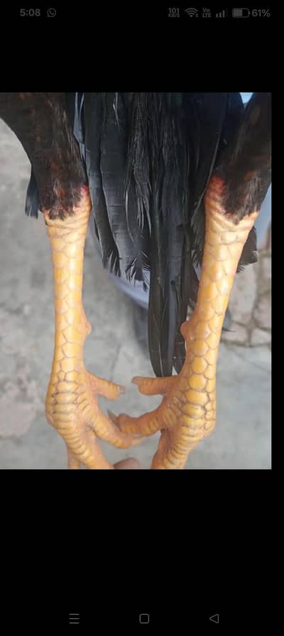 peylay ay or peylay paiy